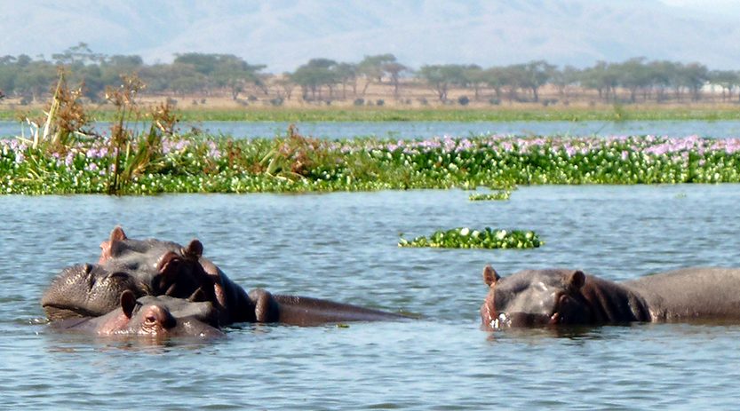 8 Day Tsavo Amboseli Naivasha Nakuru & Masai Mara Safari from Mombasa